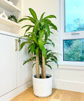 Dracaena Mass Cane Corn Plant