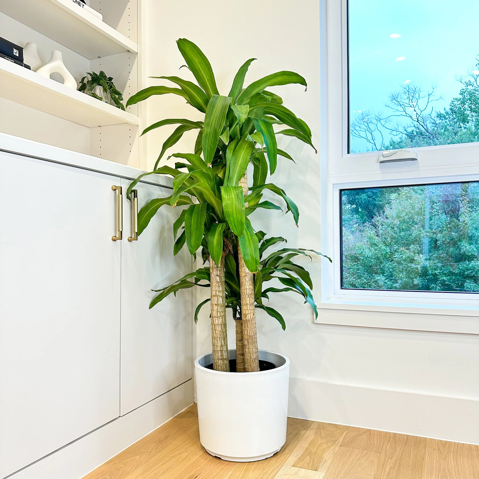 dracaena mass marley plant Dracaena Mass Cane 'Corn Plant' | Best Low-Light Houseplant XL (5-6 ft)