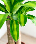 Dracaena Mass Cane Corn Plant