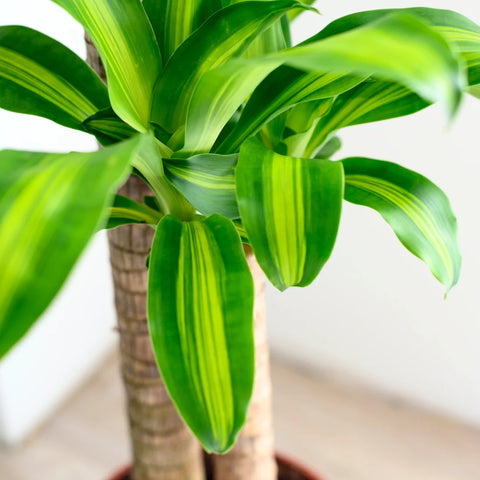 Dracaena Mass Cane Corn Plant