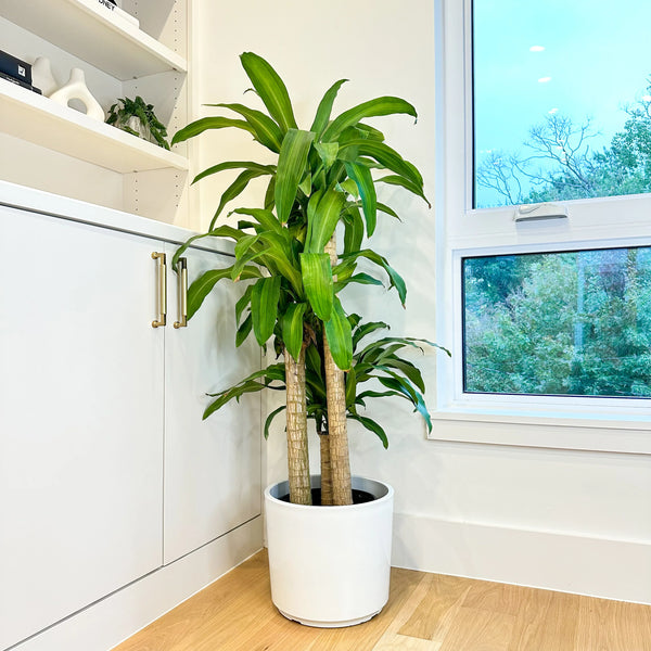 mass cane plant pot Dracaena Mass Cane 'Corn Plant' | Best Low-Light Houseplant XL (5-6 ft)