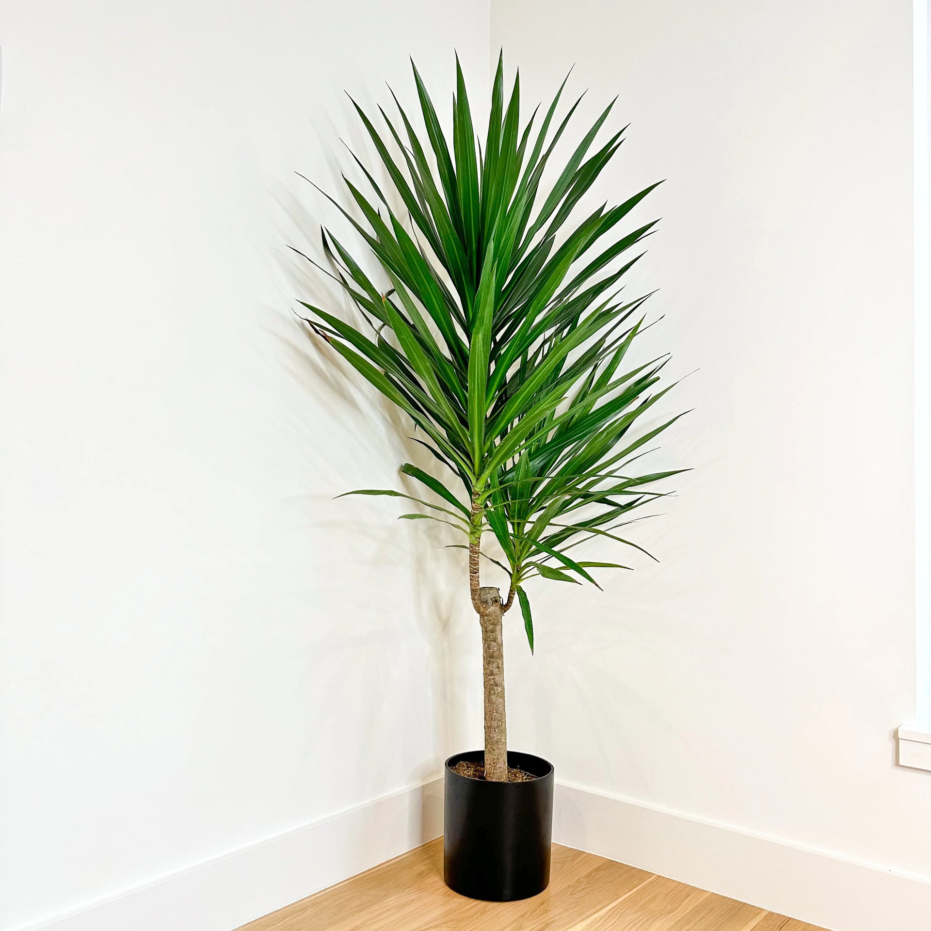 dracaena marginata air purifier Best Air Purifier Plant for Modern Homes – Simply Trees