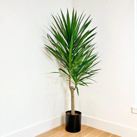 Dracaena Tarzan