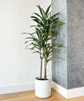 Dracaena Warneckii