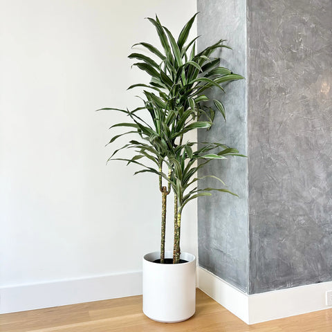 Dracaena Warneckii