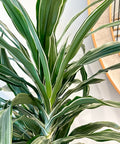 Dracaena Warneckii