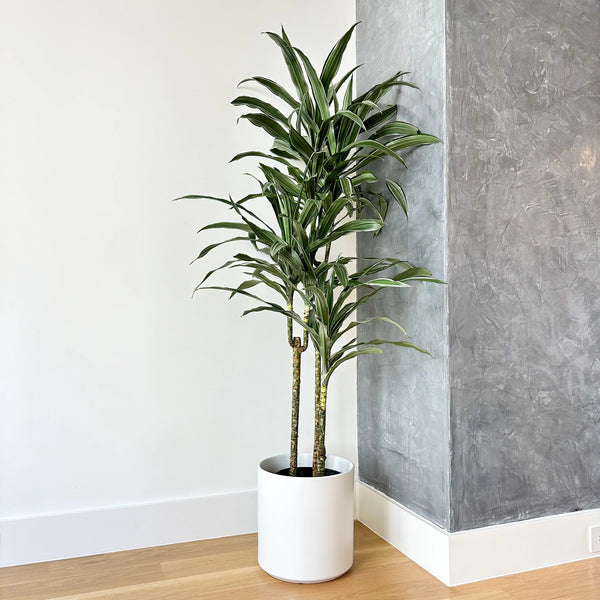 dracaena warneckii green stripe Dracaena Warneckii
