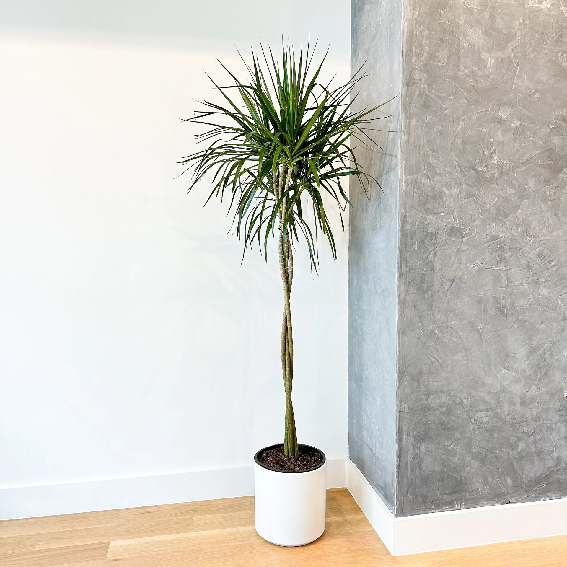 dracaena truffaut Dragon Tree Braided