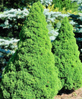 Dwarf Alberta Spruce