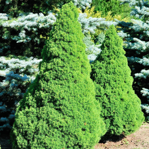 Dwarf Alberta Spruce