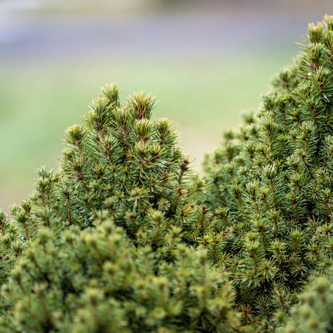 Dwarf Alberta Spruce