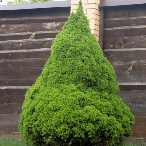 Dwarf Alberta Spruce