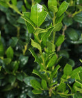 Dwarf Burford Holly