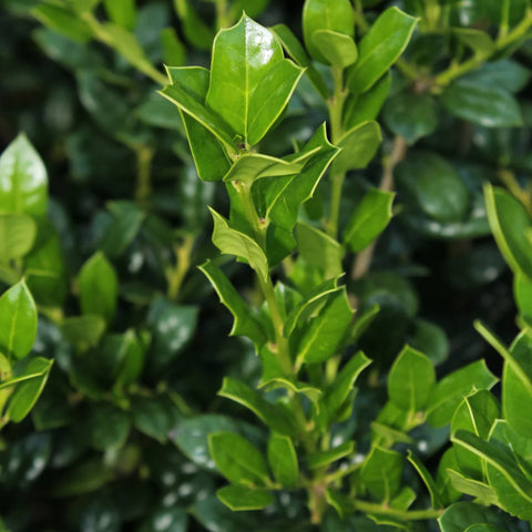 Dwarf Burford Holly