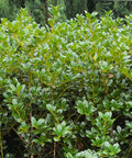 Dwarf Burford Holly