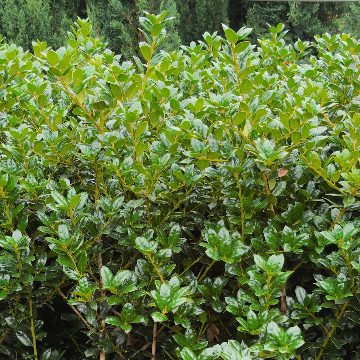 Dwarf Burford Holly