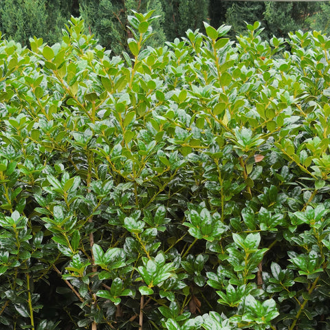 Dwarf Burford Holly