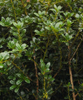 Dwarf Burford Holly