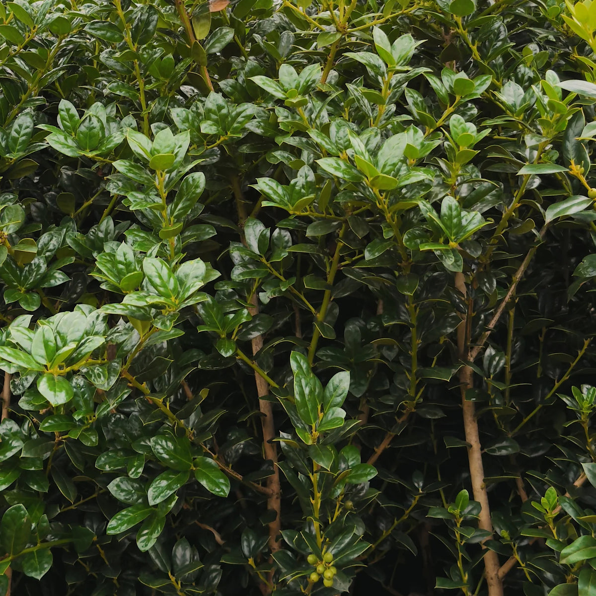 Dwarf Burford Holly