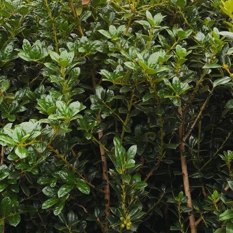 Dwarf Burford Holly