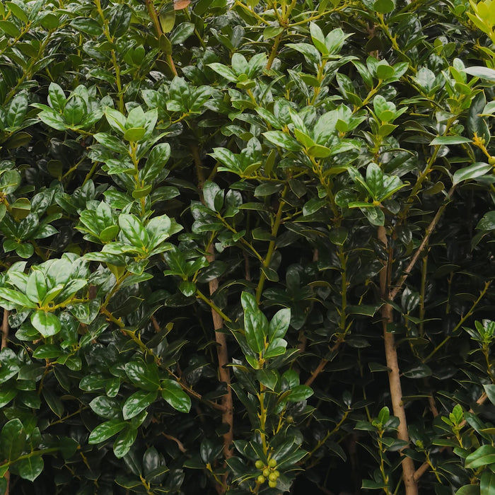 Dwarf Burford Holly