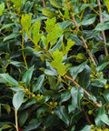 Dwarf Burford Holly