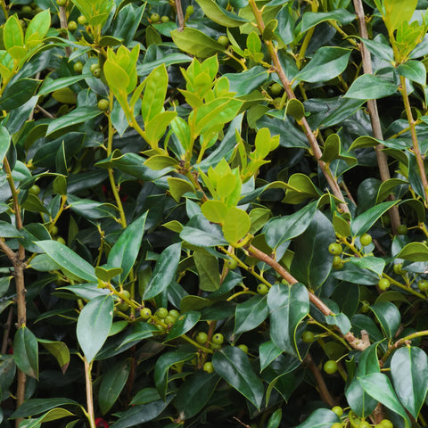 Dwarf Burford Holly