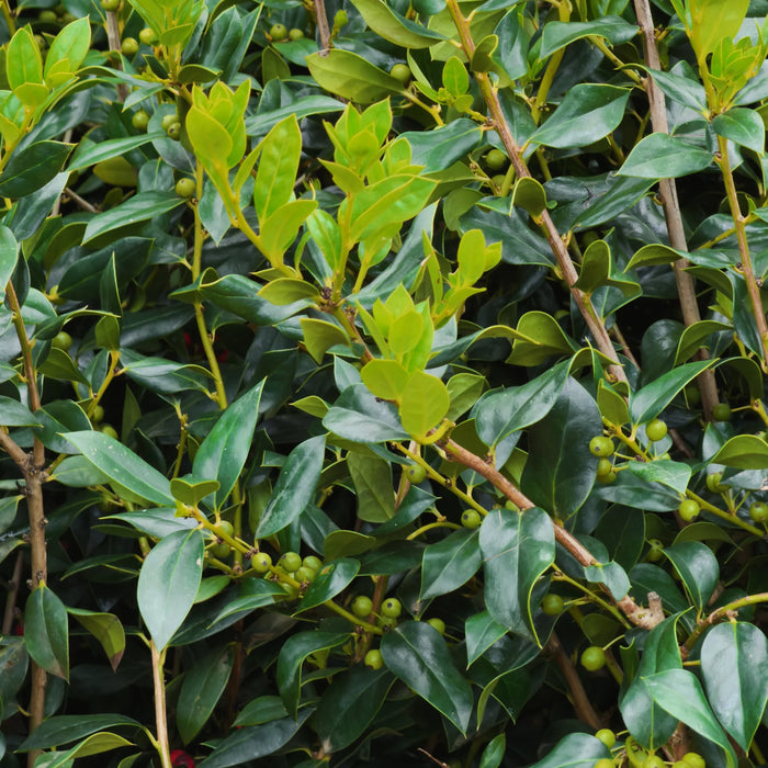 Dwarf Burford Holly