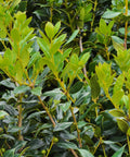 Dwarf Burford Holly
