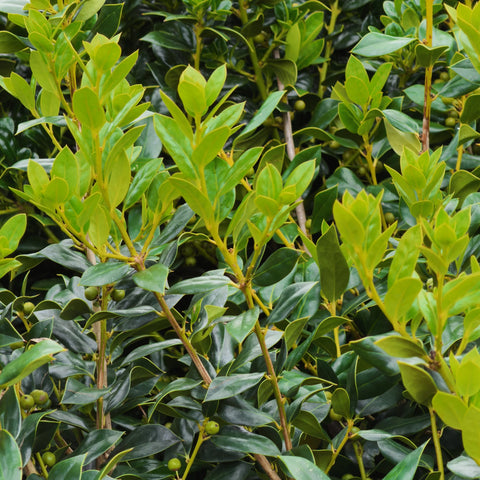 Dwarf Burford Holly