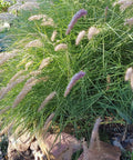 Dwarf Fountain Grass