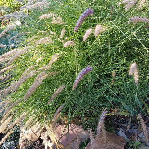 Dwarf Fountain Grass