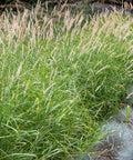Dwarf Fountain Grass