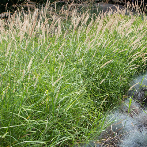 Dwarf Fountain Grass