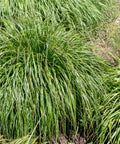 Dwarf Fountain Grass
