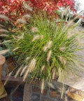 Dwarf Fountain Grass