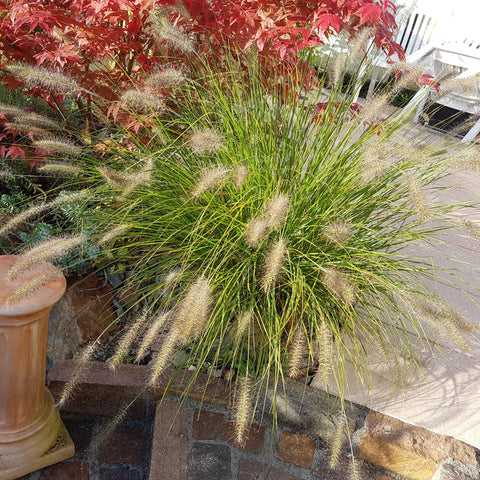 Dwarf Fountain Grass