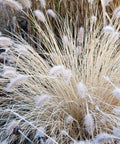 Dwarf Fountain Grass