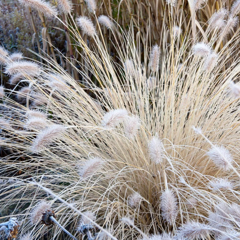 Dwarf Fountain Grass