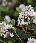 Dwarf Indian Hawthorn