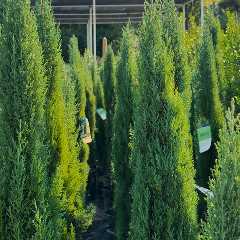 Dwarf Italian Cypress (Tiny Tower)