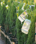 Dwarf Italian Cypress (Tiny Tower)