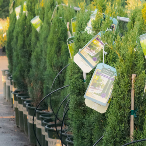 Dwarf Italian Cypress (Tiny Tower)