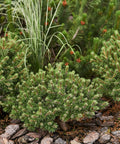 Dwarf Mugo Pine