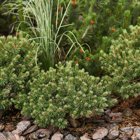 Dwarf Mugo Pine