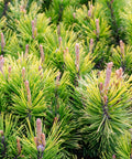 Dwarf Mugo Pine