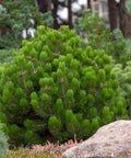 Dwarf Mugo Pine Shrub