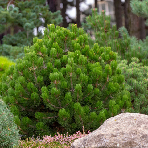 Dwarf Mugo Pine Shrub
