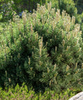 Dwarf Mugo Pine Shrub