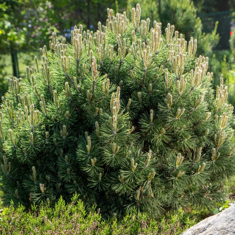 Pin Shrib Dwarf Mugo Pine Shrub | Hardy Evergreen Groundcover – Simply Trees